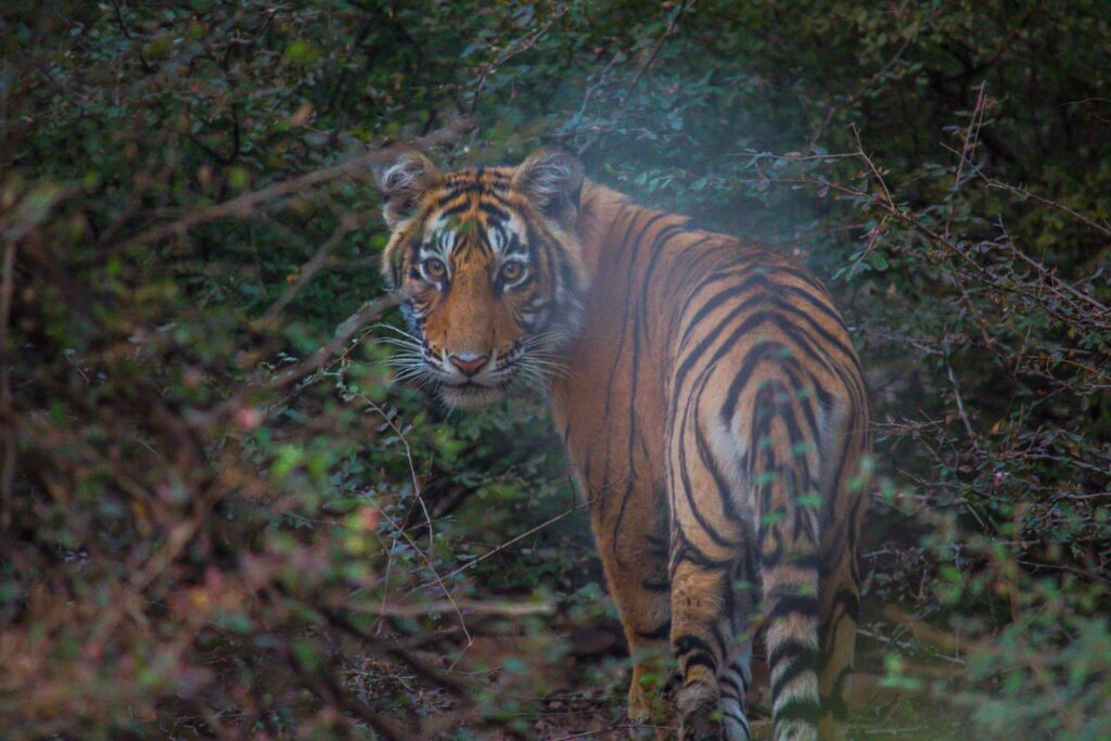 a tiger walking through a forest filled with trees