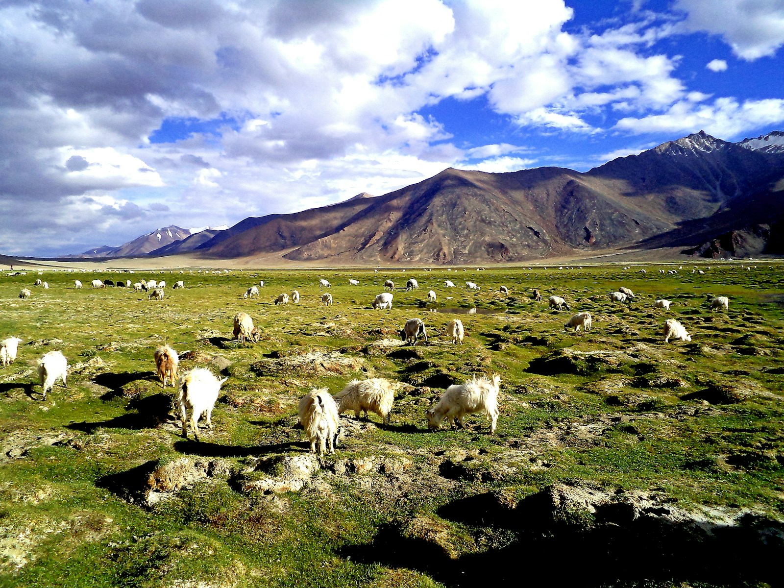 herd of white sheep on green grass field during daytime