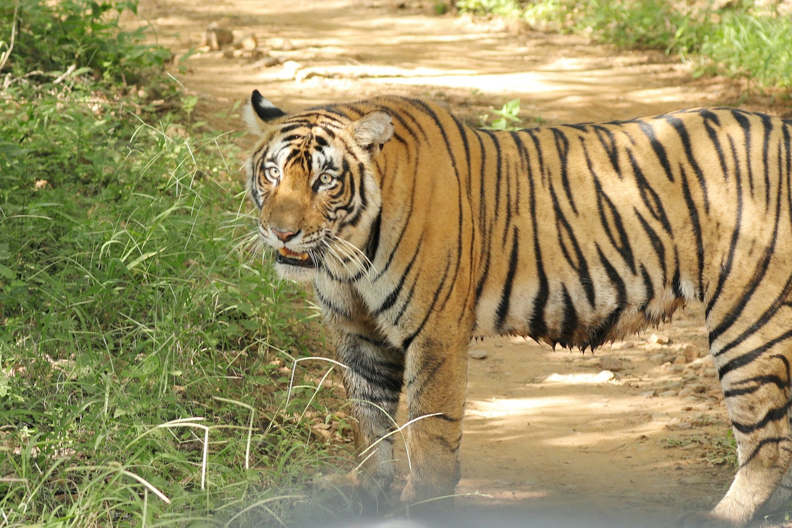 a tiger standing on a dirt road next to a lush green field